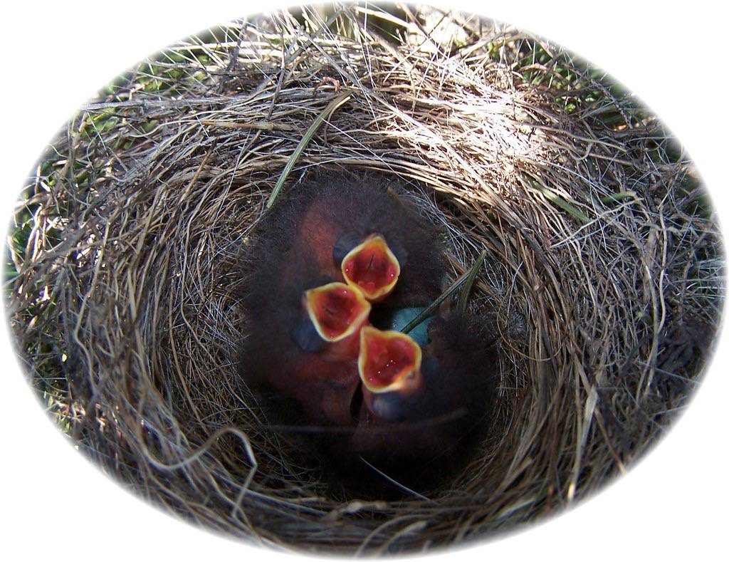 Chipping Sparrow Nestlings by pannamoo is licensed under CC BY-NC-ND 2.0